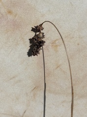 Luzula spicata