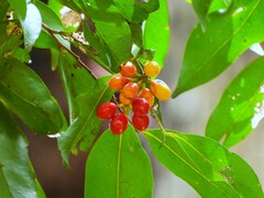 Huberantha nitidissima