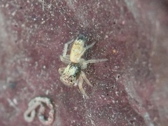 Cosmophasis lami