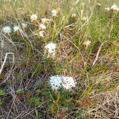 Rhododendron tomentosum