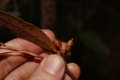 Eucalyptus acmenoides