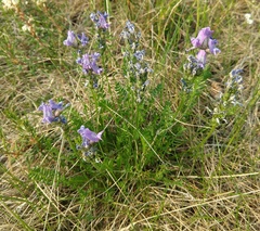 Oxytropis borealis viscida