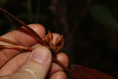 Eucalyptus acmenoides