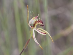 Caladenia corynephora