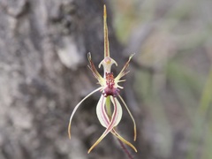 Caladenia corynephora