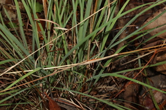 Cymbopogon refractus