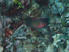 Labracinus cyclophthalmus