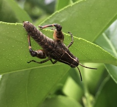 Phaulacridium vittatum