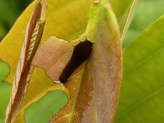 Graphium doson evemonides