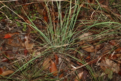 Cymbopogon refractus