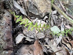 Acrotriche prostrata