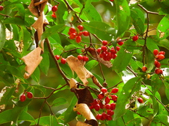 Huberantha nitidissima