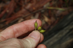 Eucalyptus acmenoides