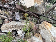 Acrotriche prostrata