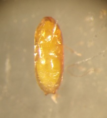 Pseudopachychaeta ruficeps