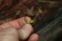 Eucalyptus acmenoides