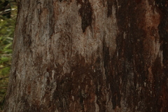 Eucalyptus acmenoides