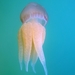Jelly Blubber - Photo (c) cemfletcher, some rights reserved (CC BY-NC), uploaded by cemfletcher