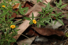 Stylosanthes viscosa