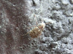 Araecerus