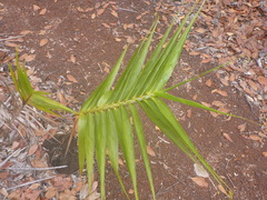 Flagellaria neocaledonica