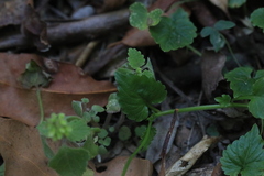 Lobelia trigonocaulis
