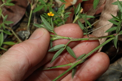 Stylosanthes viscosa