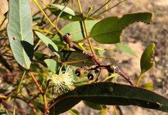 Eucalyptus socialis