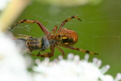 Salsa brisbanae