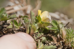 Potentilla incana