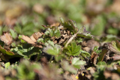 Potentilla incana