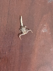 Paravaejovis confusus