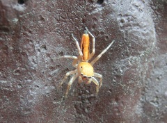 Cosmophasis lami