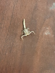 Paravaejovis confusus