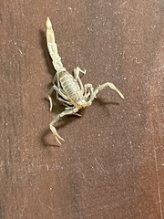 Paravaejovis confusus