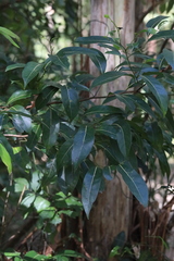 Cryptocarya microneura