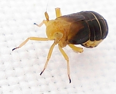 Ditropis pteridis