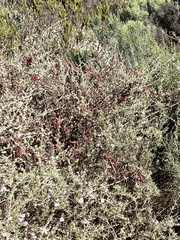 Tetragonia