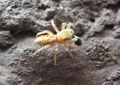 Cosmophasis lami
