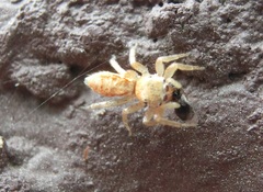 Cosmophasis lami