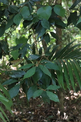 Neolitsea dealbata