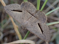 Isturgia penthearia