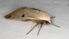Ophiusa parcemacula