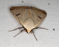 Ophiusa parcemacula