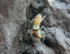 Cosmophasis lami