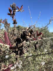 Tetragonia