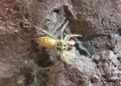 Cosmophasis lami