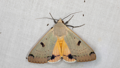 Ophiusa parcemacula