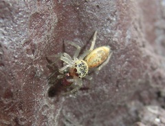 Cosmophasis lami
