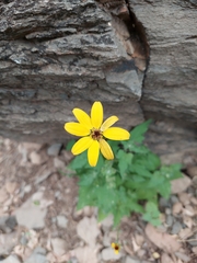 Heliopsis anomala
